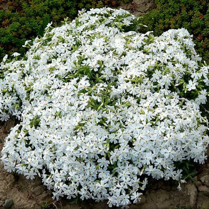 ✨🌸 Creeping Phlox Seeds: Perennial Ground Cover with Vibrant Flowers