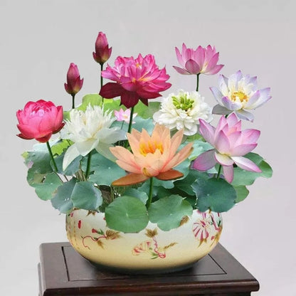 🔥Last Day 49% OFF🌸[7 days germination]💐The Sacred Bonsai Bowl Lotus Flower
