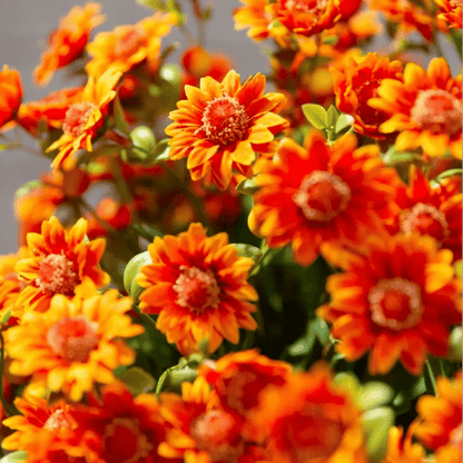 🔥Last Day 49% Off- 🌼Artificial Outdoor Sunset Mums Flowers
