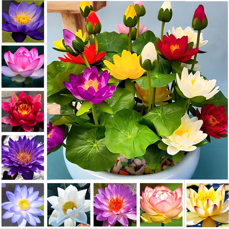 🪷Mixed Color🌈Bonsai Bowl Lotus Seeds - Exotic Water Lily Flower Plant Seeds for Ornamental Pond and Home Planting-8SA8
