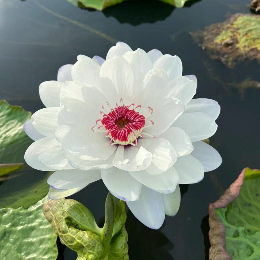 🔥Last Day 49% OFF🌸[7 days germination]💐The Sacred Bonsai Bowl Lotus Flower