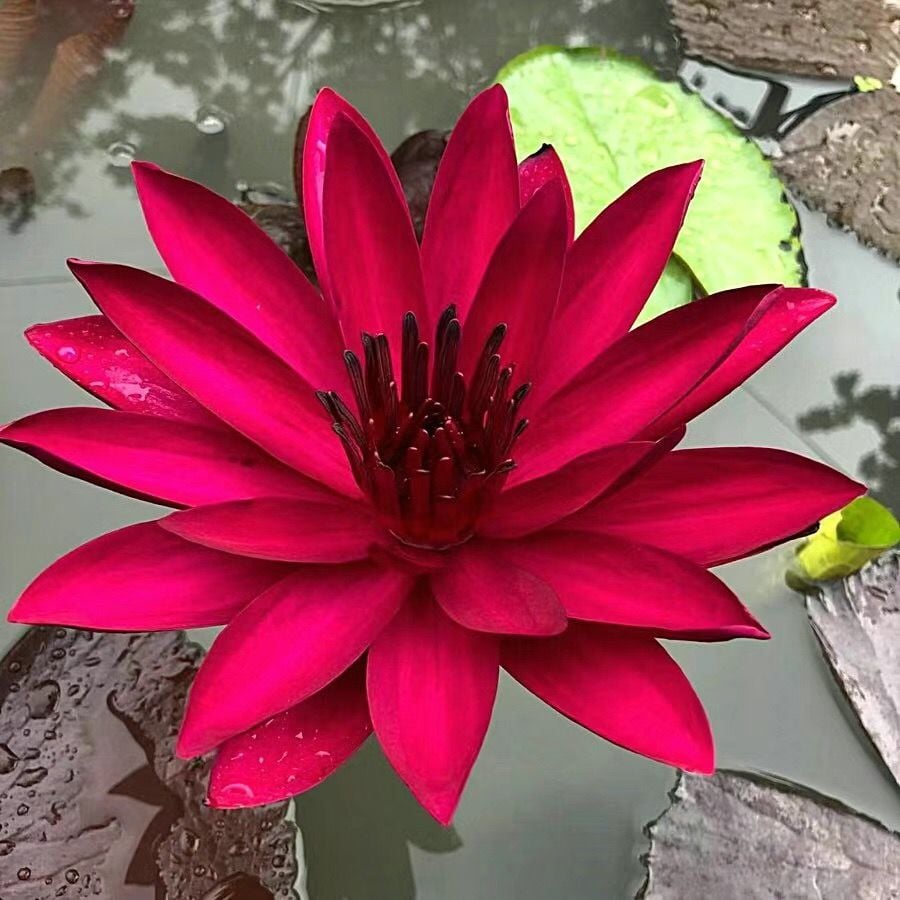 🔥Last Day 49% OFF🌸[7 days germination]💐The Sacred Bonsai Bowl Lotus Flower