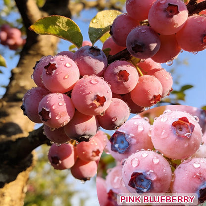 🔥50K+ SOLD!💟Premium Pink Blueberry Seeds -😋A Uniquely Delightful Taste
