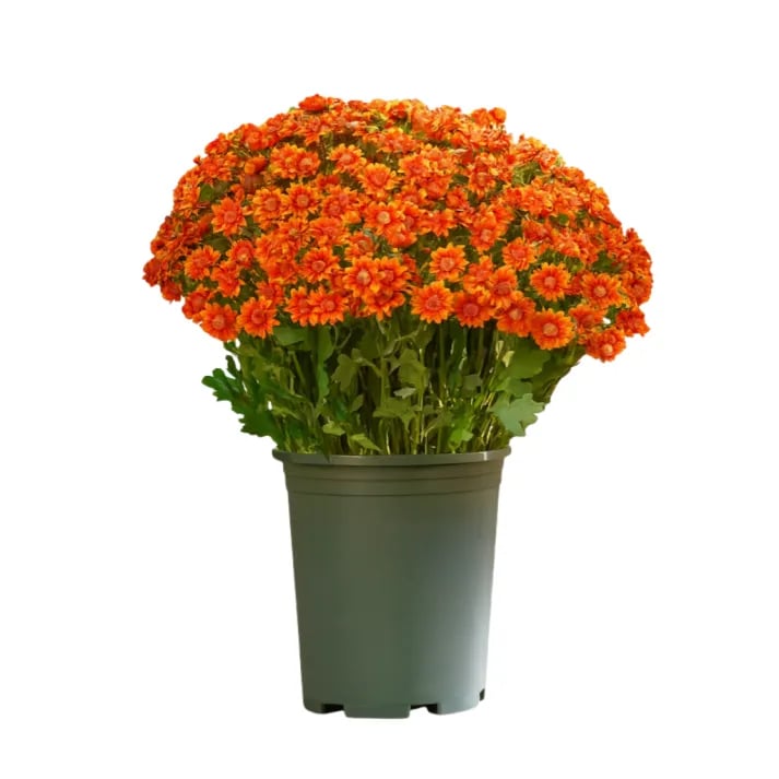 🔥Last Day 49% Off- 🌼Artificial Outdoor Sunset Mums Flowers