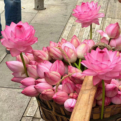 🔥Last Day 49% OFF🌸[7 days germination]💐The Sacred Bonsai Bowl Lotus Flower