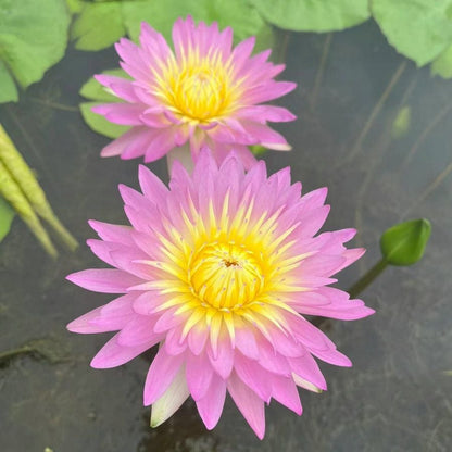 🔥Last Day 49% OFF🌸[7 days germination]💐The Sacred Bonsai Bowl Lotus Flower