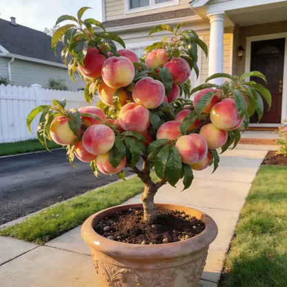 🔥 65K+ SOLD! 🍑 Heirloom "Honey Red" Dwarf Peach Tree Live Seeds