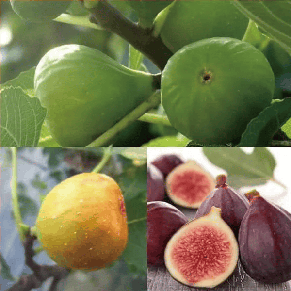 🏆Over 65,000 SOLD!🌿Mission Fig Tree Live Plant Seeds – Easy to grow on your porch and balcony at home
