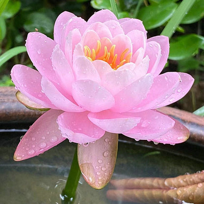 🔥Last Day 49% OFF🌸[7 days germination]💐The Sacred Bonsai Bowl Lotus Flower
