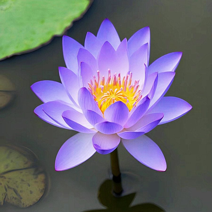 🔥Last Day 49% OFF🌸[7 days germination]💐The Sacred Bonsai Bowl Lotus Flower