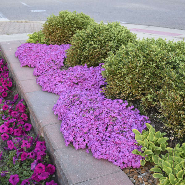 ✨🌸 Creeping Phlox Seeds: Perennial Ground Cover with Vibrant Flowers