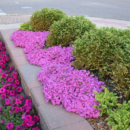 ✨🌸 Creeping Phlox Seeds: Perennial Ground Cover with Vibrant Flowers