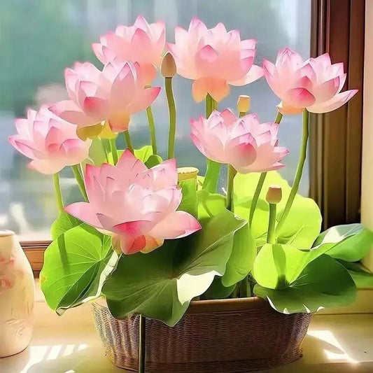 🪷Mixed Color🌈Bonsai Bowl Lotus Seeds - Exotic Water Lily Flower Plant Seeds for Ornamental Pond and Home Planting-8SA8