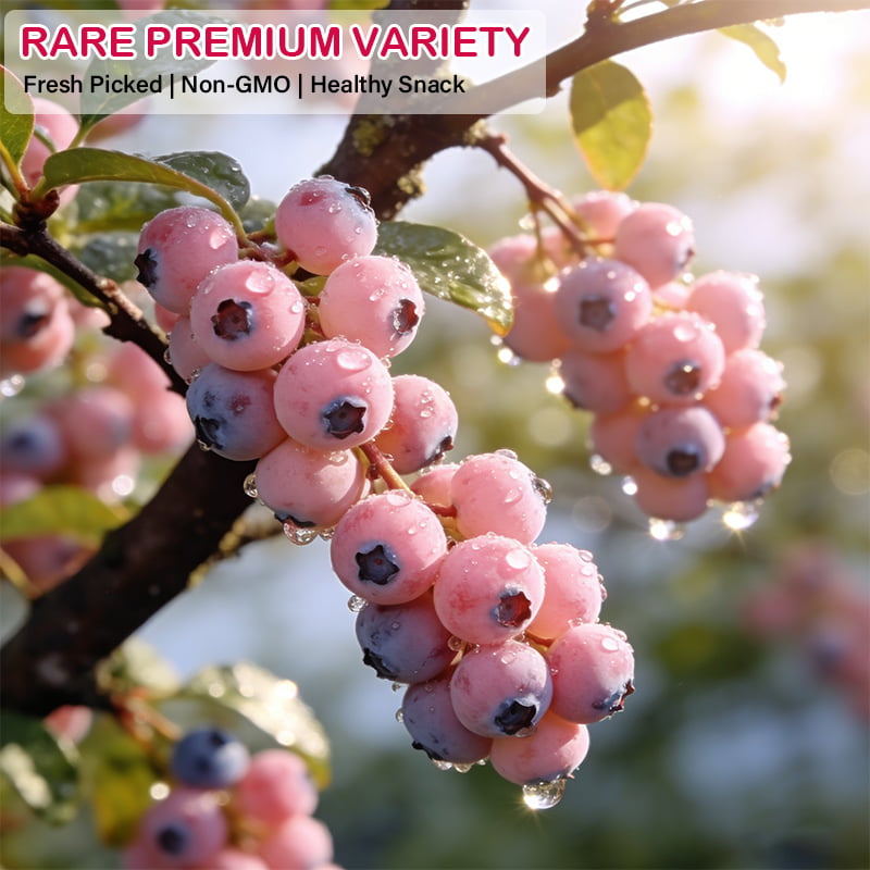 🔥50K+ SOLD!💟Premium Pink Blueberry Seeds -😋A Uniquely Delightful Taste