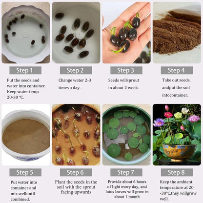 🪷Mixed Color🌈Bonsai Bowl Lotus Seeds - Exotic Water Lily Flower Plant Seeds for Ornamental Pond and Home Planting-8SA8