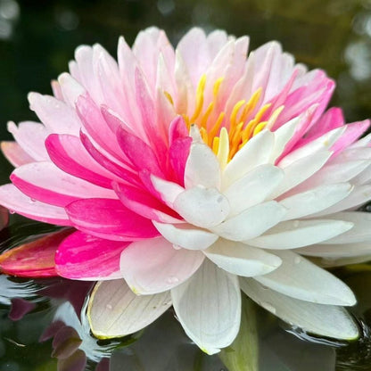 🔥Last Day 49% OFF🌸[7 days germination]💐The Sacred Bonsai Bowl Lotus Flower