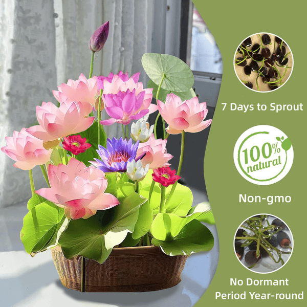 🔥Last Day 49% OFF🌸[7 days germination]💐The Sacred Bonsai Bowl Lotus Flower