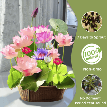 🔥Last Day 49% OFF🌸[7 days germination]💐The Sacred Bonsai Bowl Lotus Flower