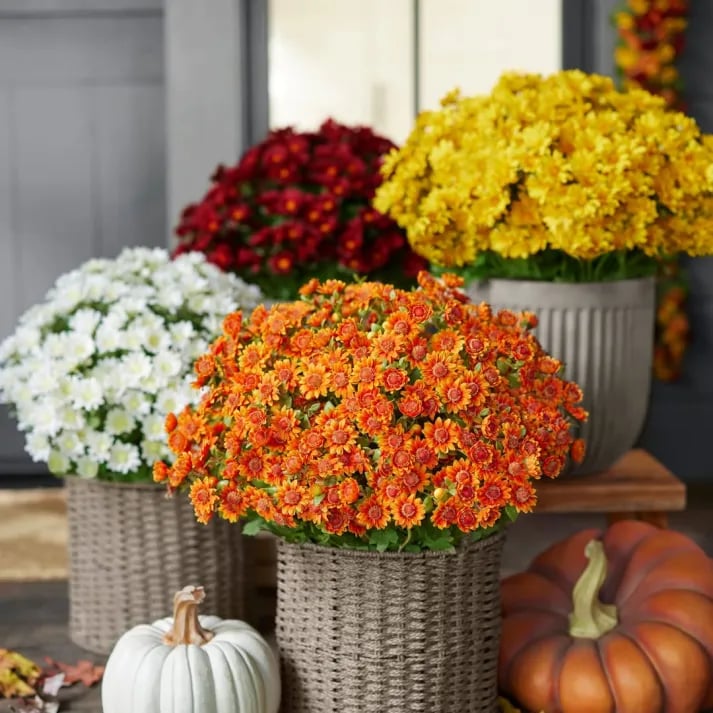 🔥Last Day 49% Off- 🌼Artificial Outdoor Sunset Mums Flowers