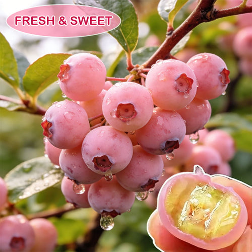 🔥50K+ SOLD!💟Premium Pink Blueberry Seeds -😋A Uniquely Delightful Taste