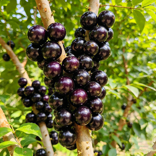 🔥 65K+ SOLD! 🍇Jaboticaba Exotic Fruit Plant Seeds for Home Garden