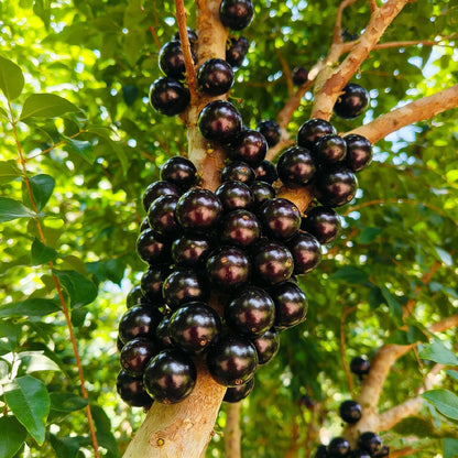 🔥 65K+ SOLD! 🍇Jaboticaba Exotic Fruit Plant Seeds for Home Garden
