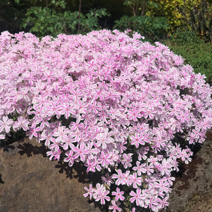 ✨🌸 Creeping Phlox Seeds: Perennial Ground Cover with Vibrant Flowers