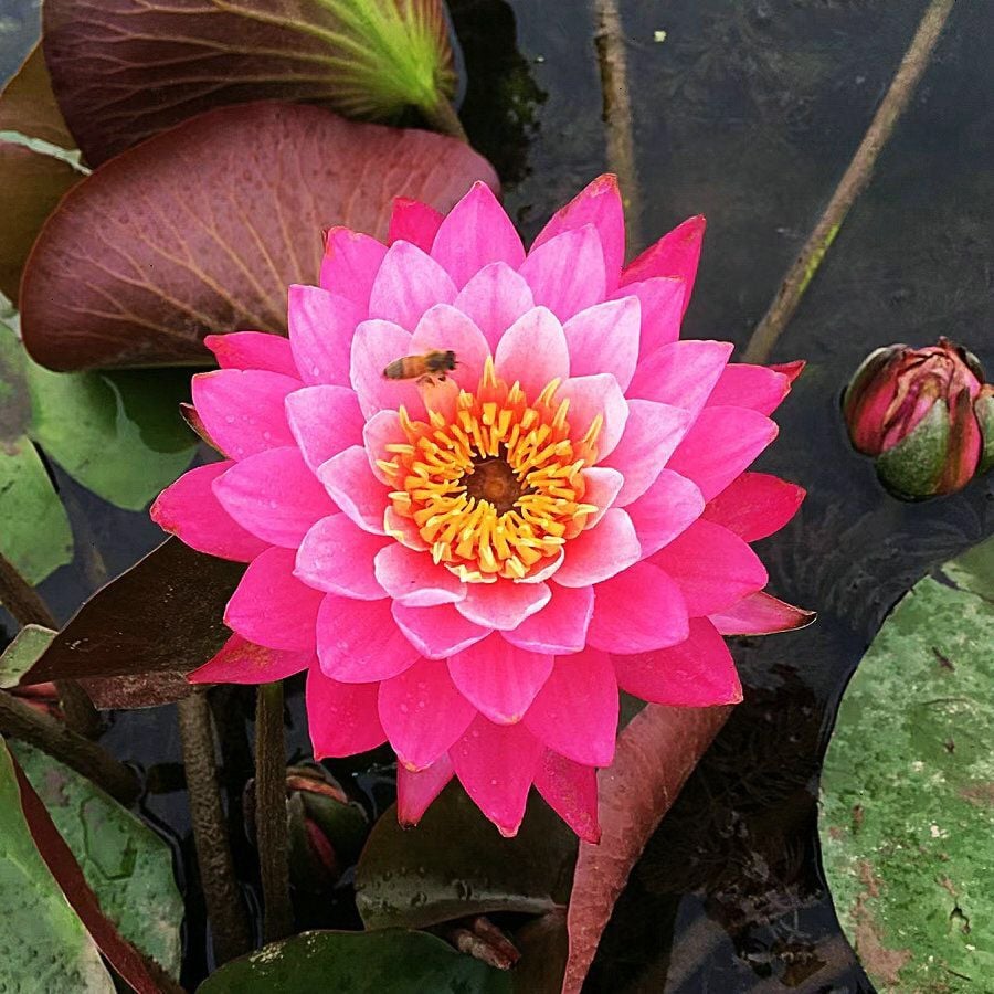 🔥Last Day 49% OFF🌸[7 days germination]💐The Sacred Bonsai Bowl Lotus Flower
