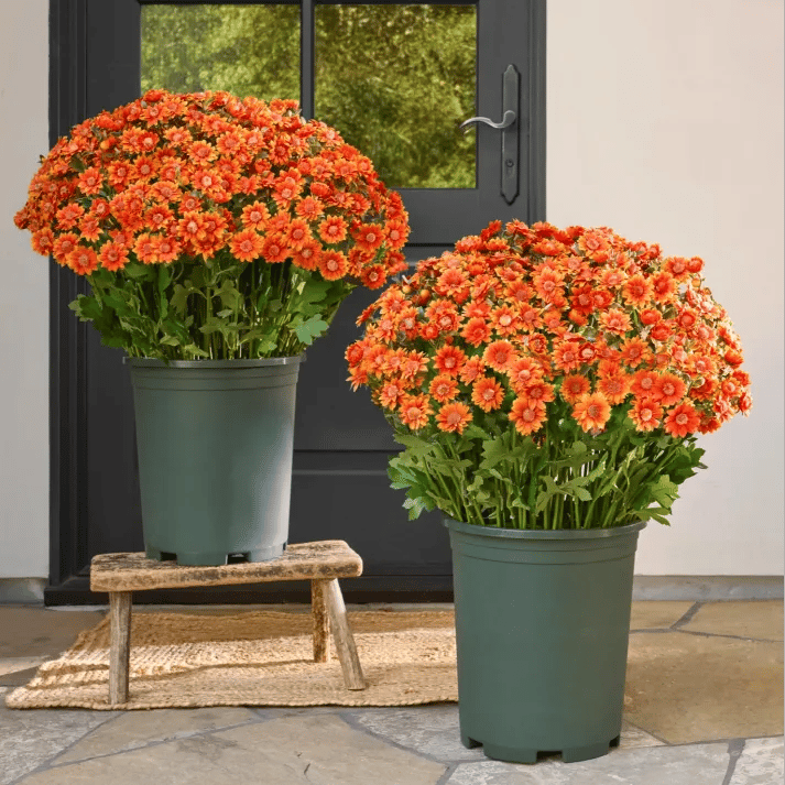 🔥Last Day 49% Off- 🌼Artificial Outdoor Sunset Mums Flowers