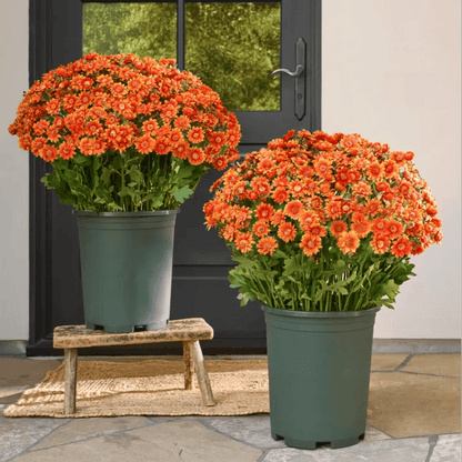 🔥Last Day 49% Off- 🌼Artificial Outdoor Sunset Mums Flowers