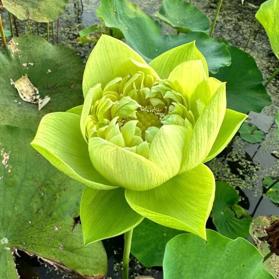 🔥Last Day 49% OFF🌸[7 days germination]💐The Sacred Bonsai Bowl Lotus Flower