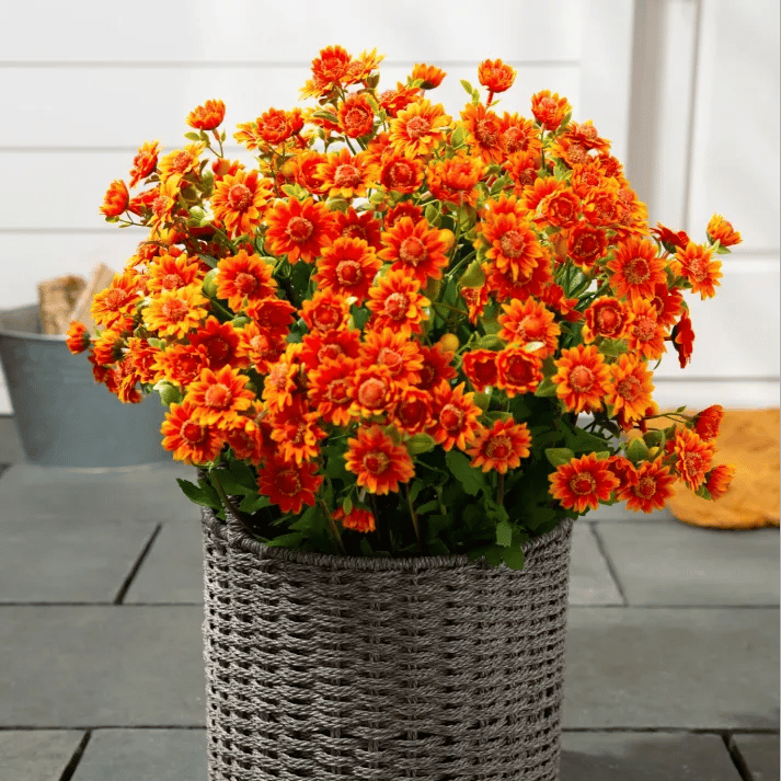 🔥Last Day 49% Off- 🌼Artificial Outdoor Sunset Mums Flowers