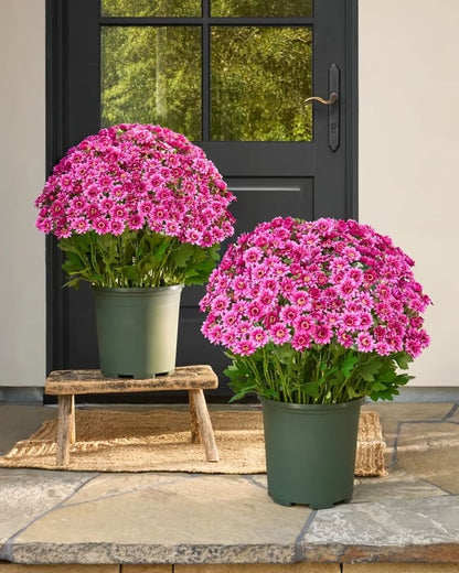 🔥Last Day 49% Off- 🌼Artificial Outdoor Sunset Mums Flowers