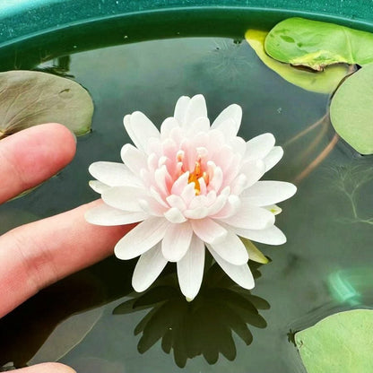 🔥Last Day 49% OFF🌸[7 days germination]💐The Sacred Bonsai Bowl Lotus Flower