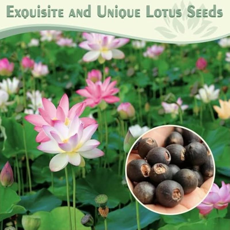 🪷Mixed Color🌈Bonsai Bowl Lotus Seeds - Exotic Water Lily Flower Plant Seeds for Ornamental Pond and Home Planting-8SA8