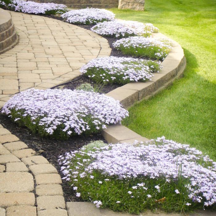 ✨🌸 Creeping Phlox Seeds: Perennial Ground Cover with Vibrant Flowers