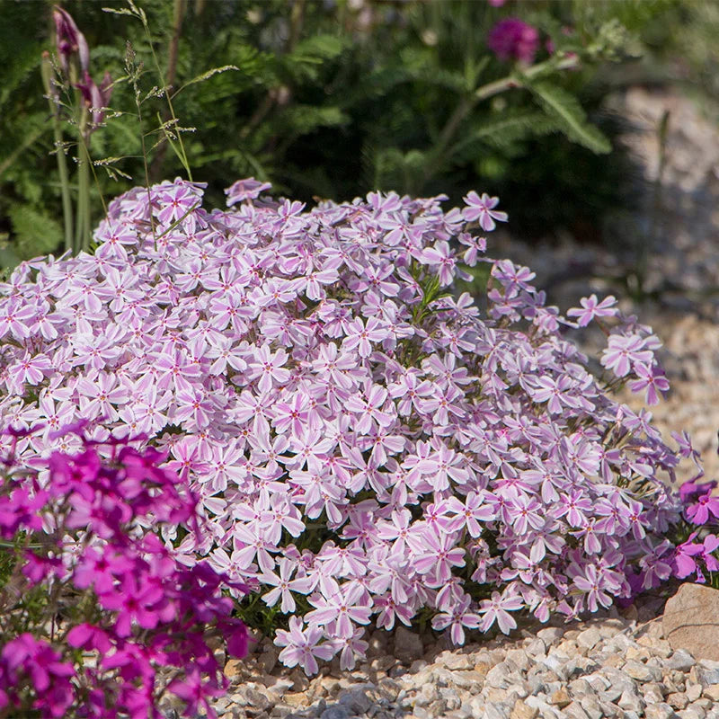 ✨🌸 Creeping Phlox Seeds: Perennial Ground Cover with Vibrant Flowers