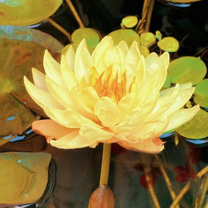 🔥Last Day 49% OFF🌸[7 days germination]💐The Sacred Bonsai Bowl Lotus Flower