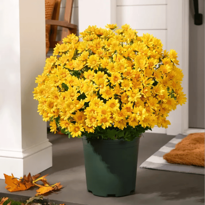 🔥Last Day 49% Off- 🌼Artificial Outdoor Sunset Mums Flowers