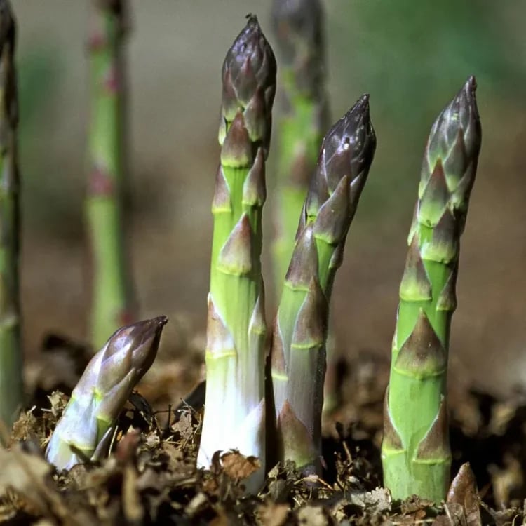 🌿Four Seasons Asparagus Mary Washington Seeds – Sprouts in 7 Days • Ready to Harvest in 20 Days