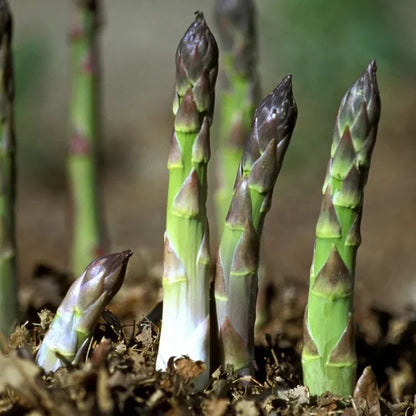 🌿Four Seasons Asparagus Mary Washington Seeds – Sprouts in 7 Days • Ready to Harvest in 20 Days