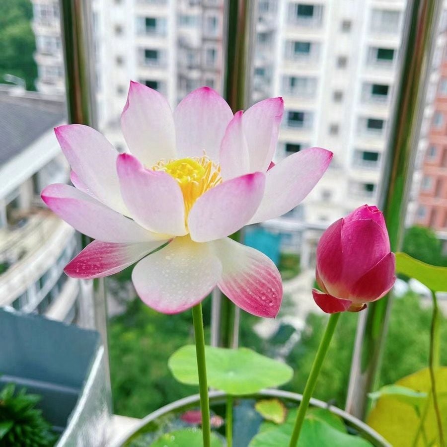 🔥Last Day 49% OFF🌸[7 days germination]💐The Sacred Bonsai Bowl Lotus Flower