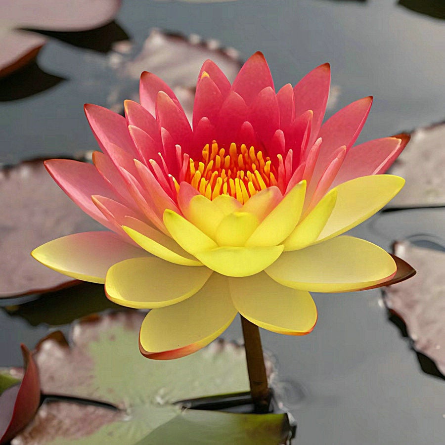 🔥Last Day 49% OFF🌸[7 days germination]💐The Sacred Bonsai Bowl Lotus Flower