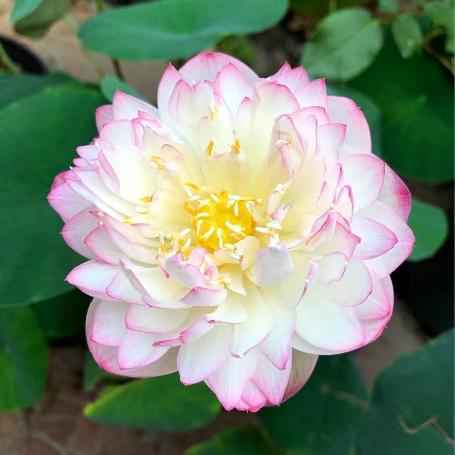 🔥Last Day 49% OFF🌸[7 days germination]💐The Sacred Bonsai Bowl Lotus Flower