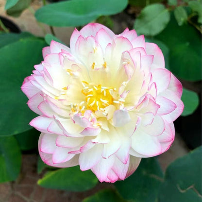 🔥Last Day 49% OFF🌸[7 days germination]💐The Sacred Bonsai Bowl Lotus Flower