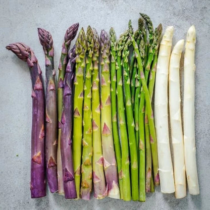 🌿Four Seasons Asparagus Mary Washington Seeds – Sprouts in 7 Days • Ready to Harvest in 20 Days