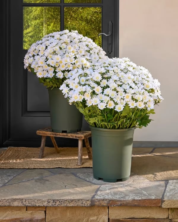 🔥Last Day 49% Off- 🌼Artificial Outdoor Sunset Mums Flowers