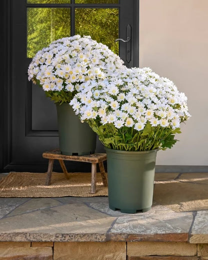 🔥Last Day 49% Off- 🌼Artificial Outdoor Sunset Mums Flowers