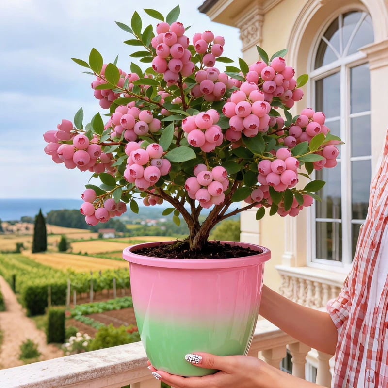 🔥50K+ SOLD!💟Premium Pink Blueberry Seeds -😋A Uniquely Delightful Taste