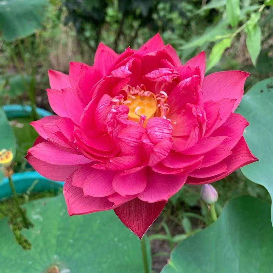 🔥Last Day 49% OFF🌸[7 days germination]💐The Sacred Bonsai Bowl Lotus Flower